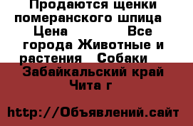 Продаются щенки померанского шпица › Цена ­ 45 000 - Все города Животные и растения » Собаки   . Забайкальский край,Чита г.